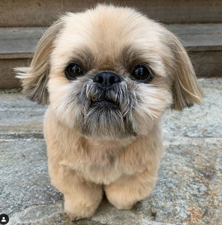 Internet celebrity Dougie the Shih Tzu.